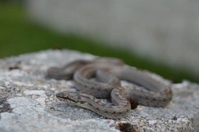 Smukulja ima karakterističnu crnu liniju od nosnice preko oka do iza glave